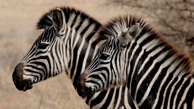 Wildlife safari experience